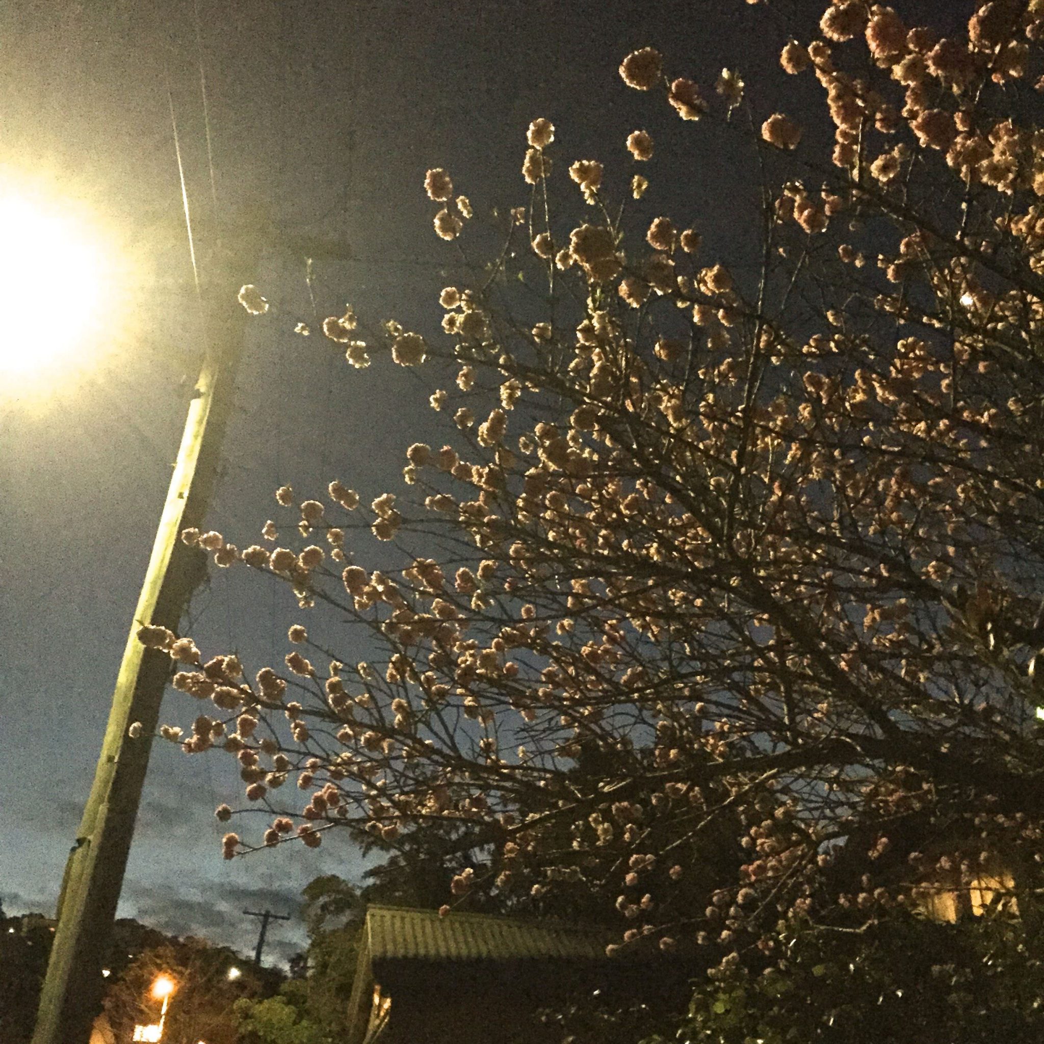 Pushing through the pain – Week 11 of Maratraining